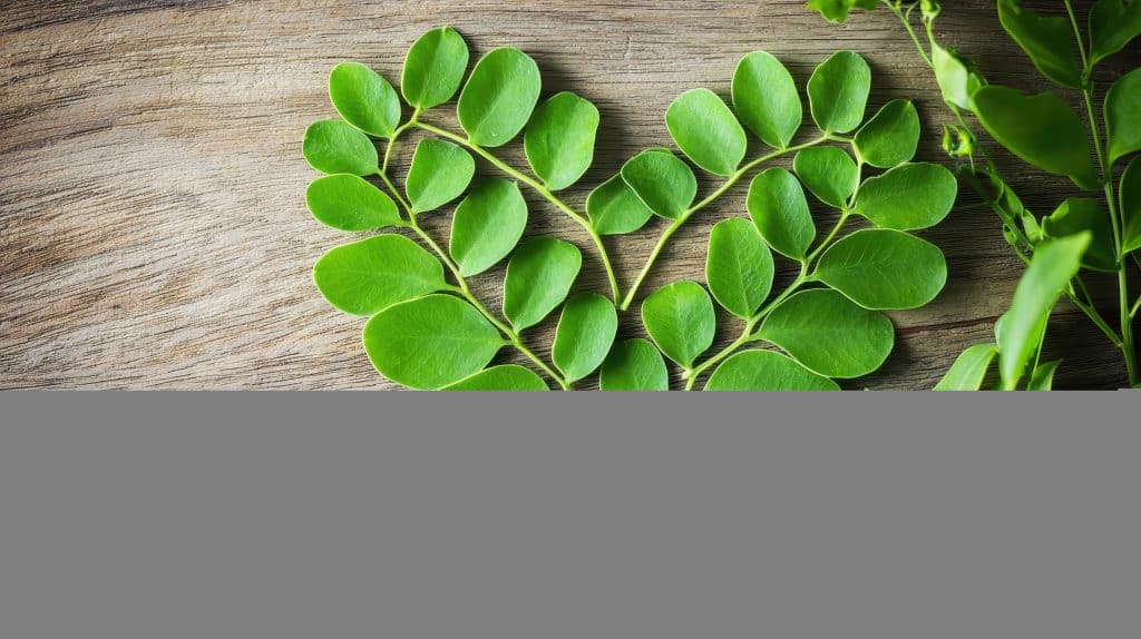 ma Sylvestre Pour Maigrir - ma Sylvestre Pour Maigrir - ma Sylvestre Pour Maigrir