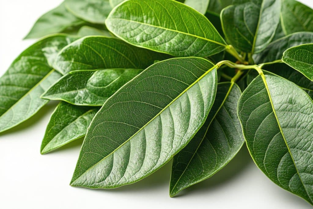 ma Sylvestre Pour Maigrir - ma Sylvestre Pour Maigrir - ma Sylvestre Pour Maigrir