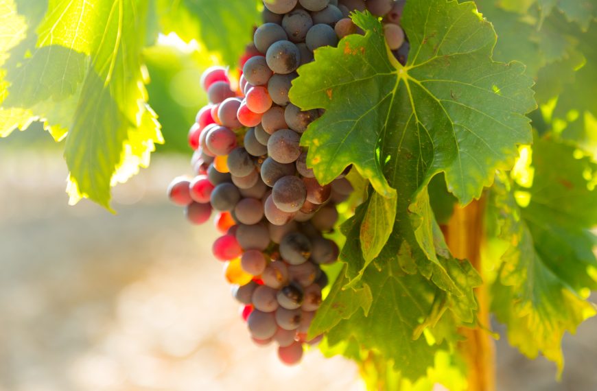 Vigne rouge effet au bout de…